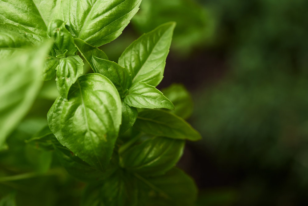 bella-italia-orlando-new-restaurant-photography-food-garden-basil