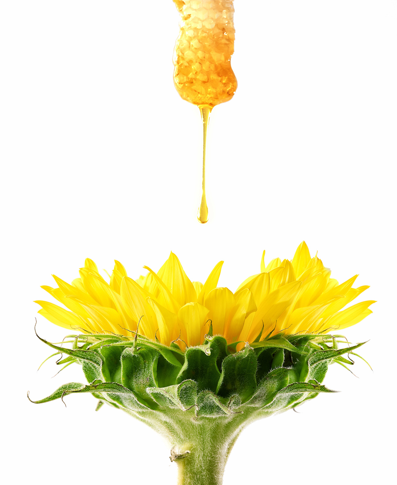 food-photography-concept-honey-sunflower